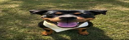 Rottweiler dogs for sale: Anya - Ad 1