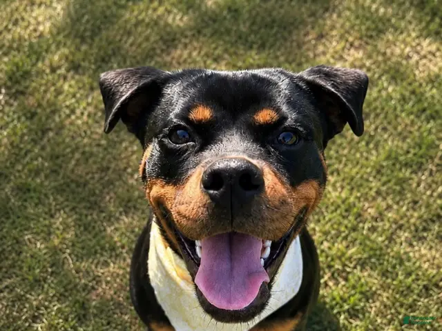 Rottweiler dogs Anya - Ad 1