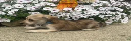 Mixed Breed dogs for sale: Minny - Ad 4