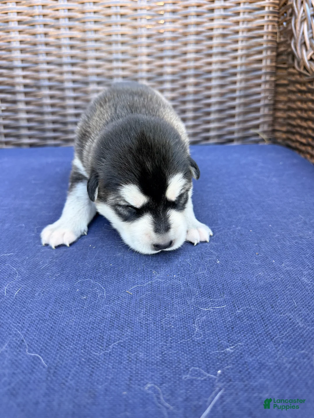 Alaskan Malamute dogs for sale: Alaskan Malamute Puppy 6 - Ad 4