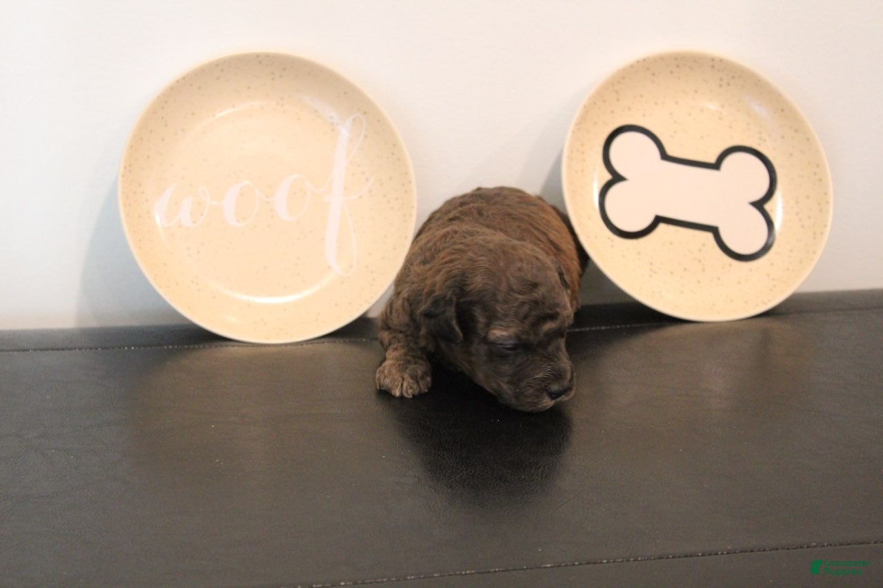 Toy Poodle dogs Boy 2 - Ad 2