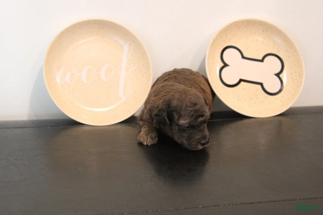 Toy Poodle dogs for sale: Boy 2 - Ad 2