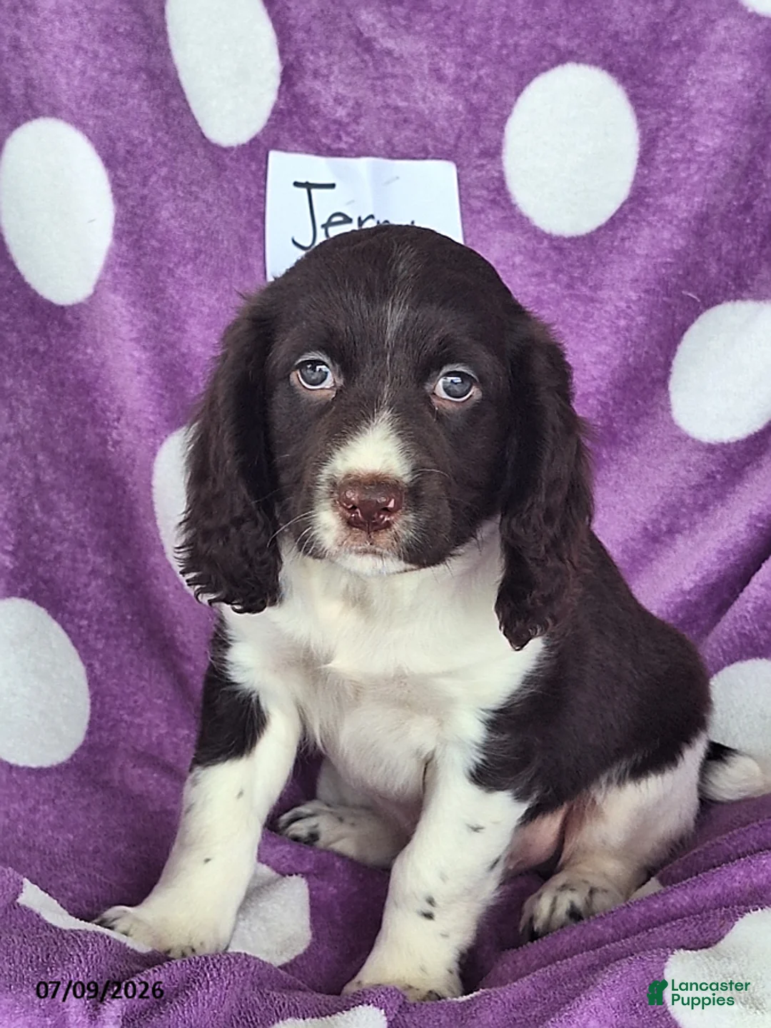 English Springer Spaniel dogs for sale: Jerry - Ad 8