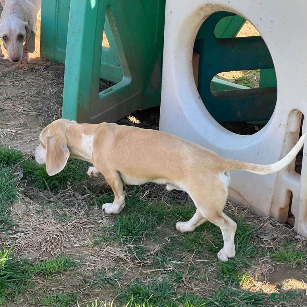 Dachshund dogs for sale: Bailey - Ad 2