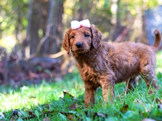 Goldendoodle dogs - Ad 28