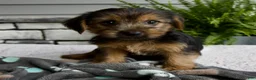 Morkie dogs for sale: Wyatt - Ad 1