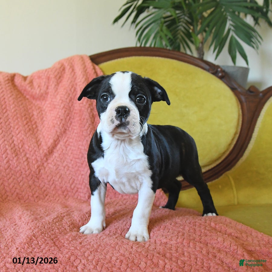 Boston Terrier dogs Jingles - Ad 26