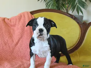 Boston Terrier dogs Jingles - Ad 18