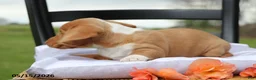 Miniature Dachshund dogs for sale: Amigo - Ad 4