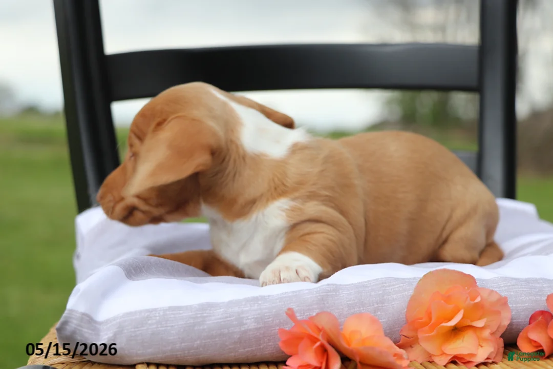 Miniature Dachshund dogs for sale: Amigo - Ad 4