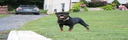 Rottweiler dogs for sale: Lala - Ad 8