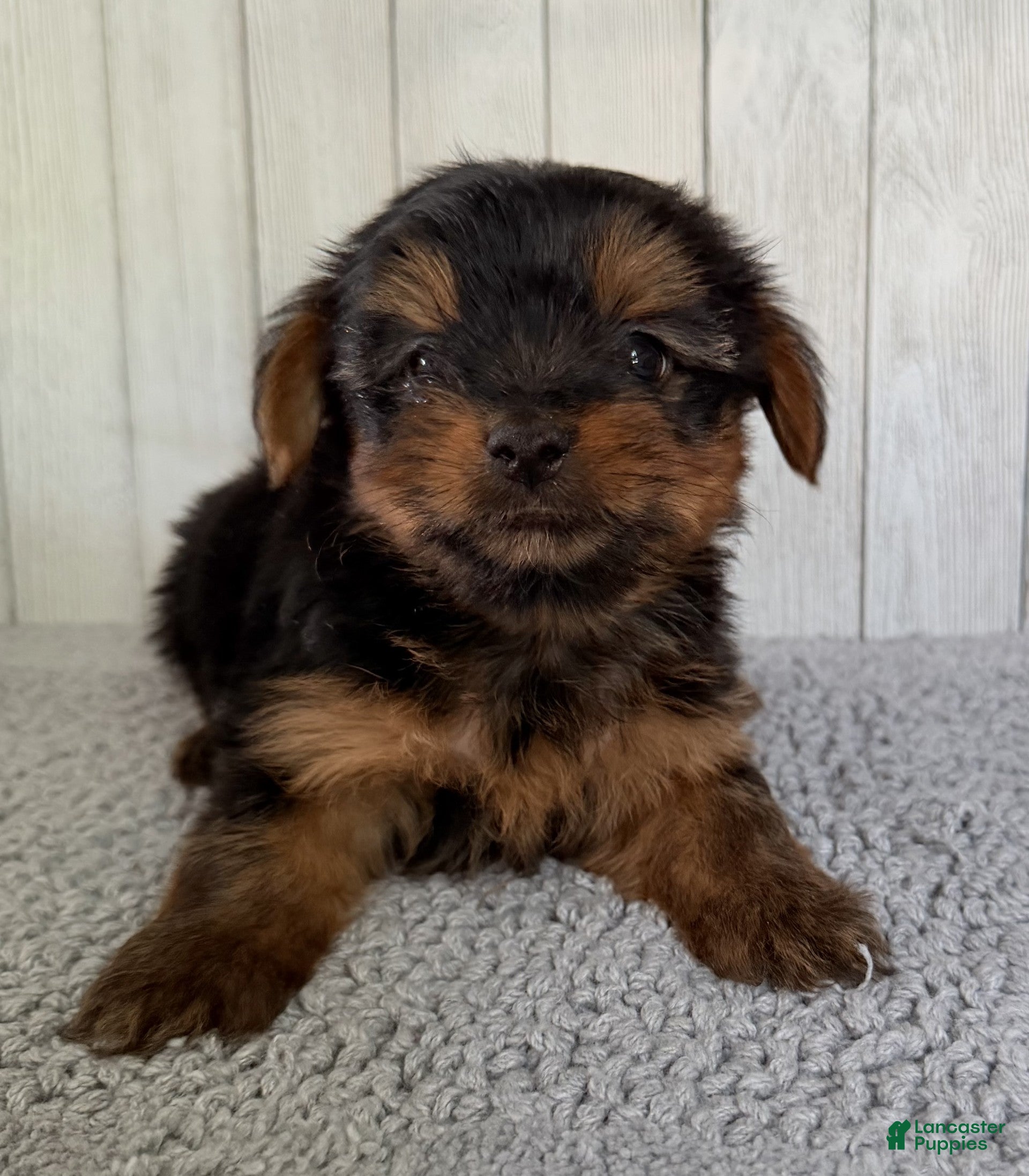Yorkshire Terrier dogs Thor - Ad 2