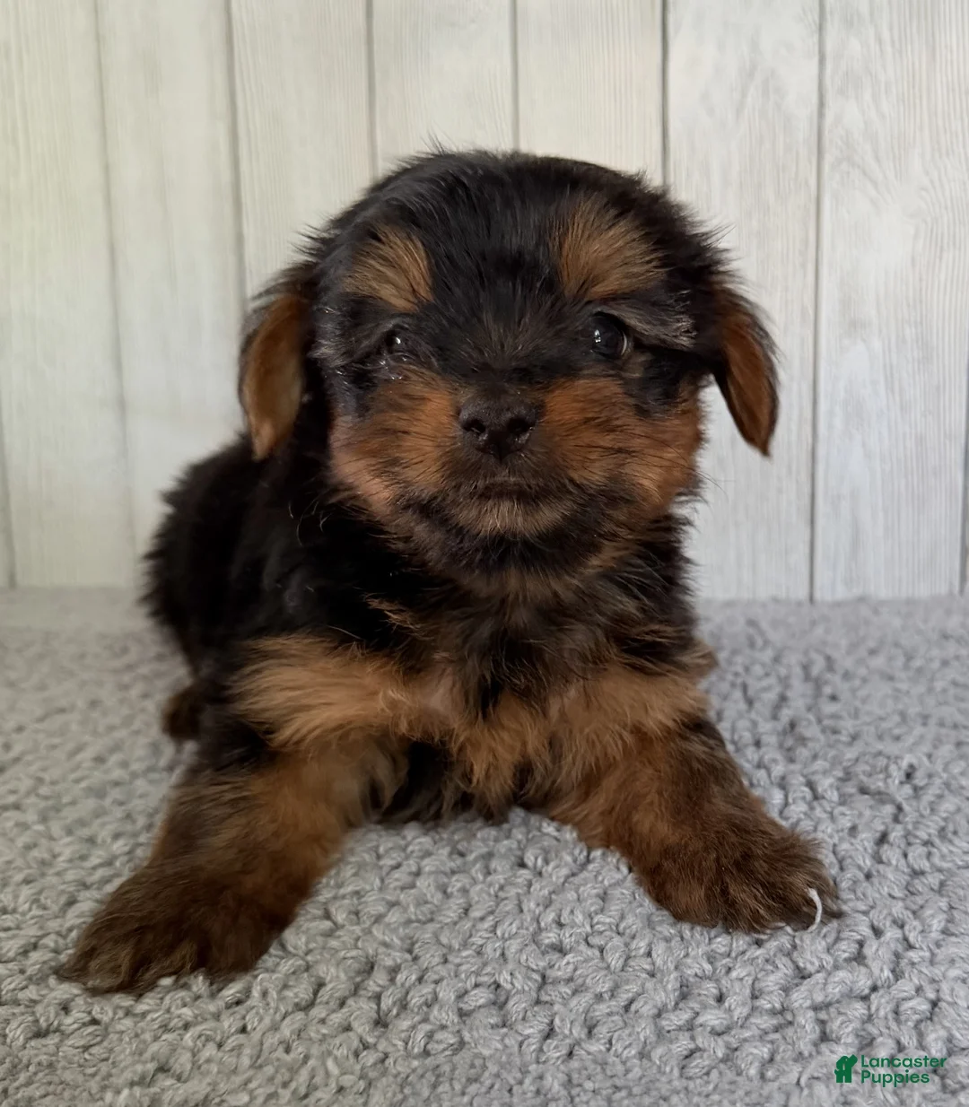 Yorkshire Terrier dogs for sale: Thor - Ad 2