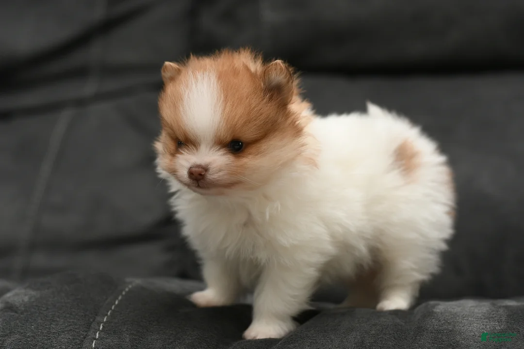 Pomeranian dogs for sale: Tiny Teddy - Ad 3