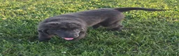 Newfoundland dogs for sale: Ashley - Ad 4