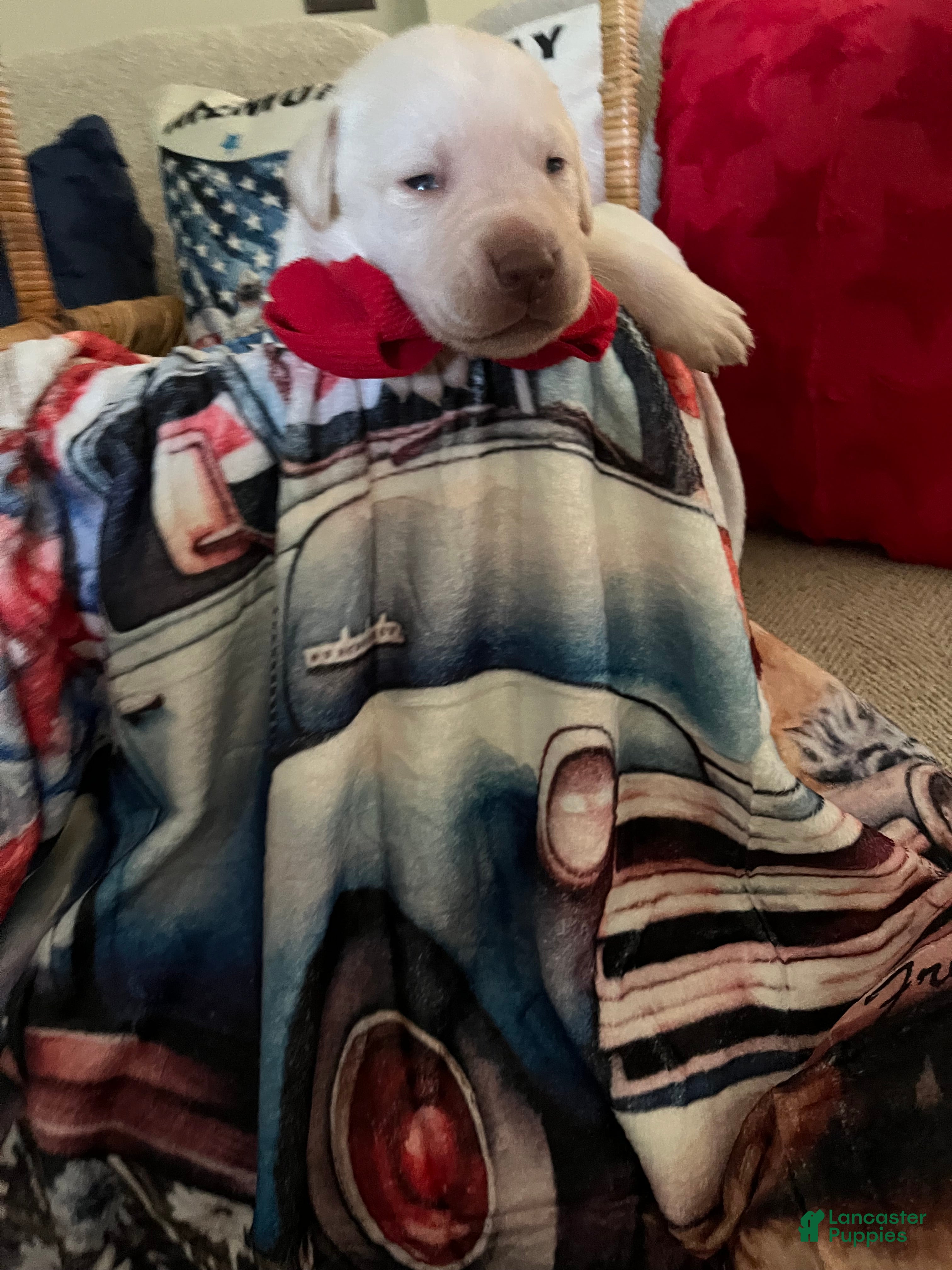 Labrador Retriever dogs Ernest T Bass - Ad 2