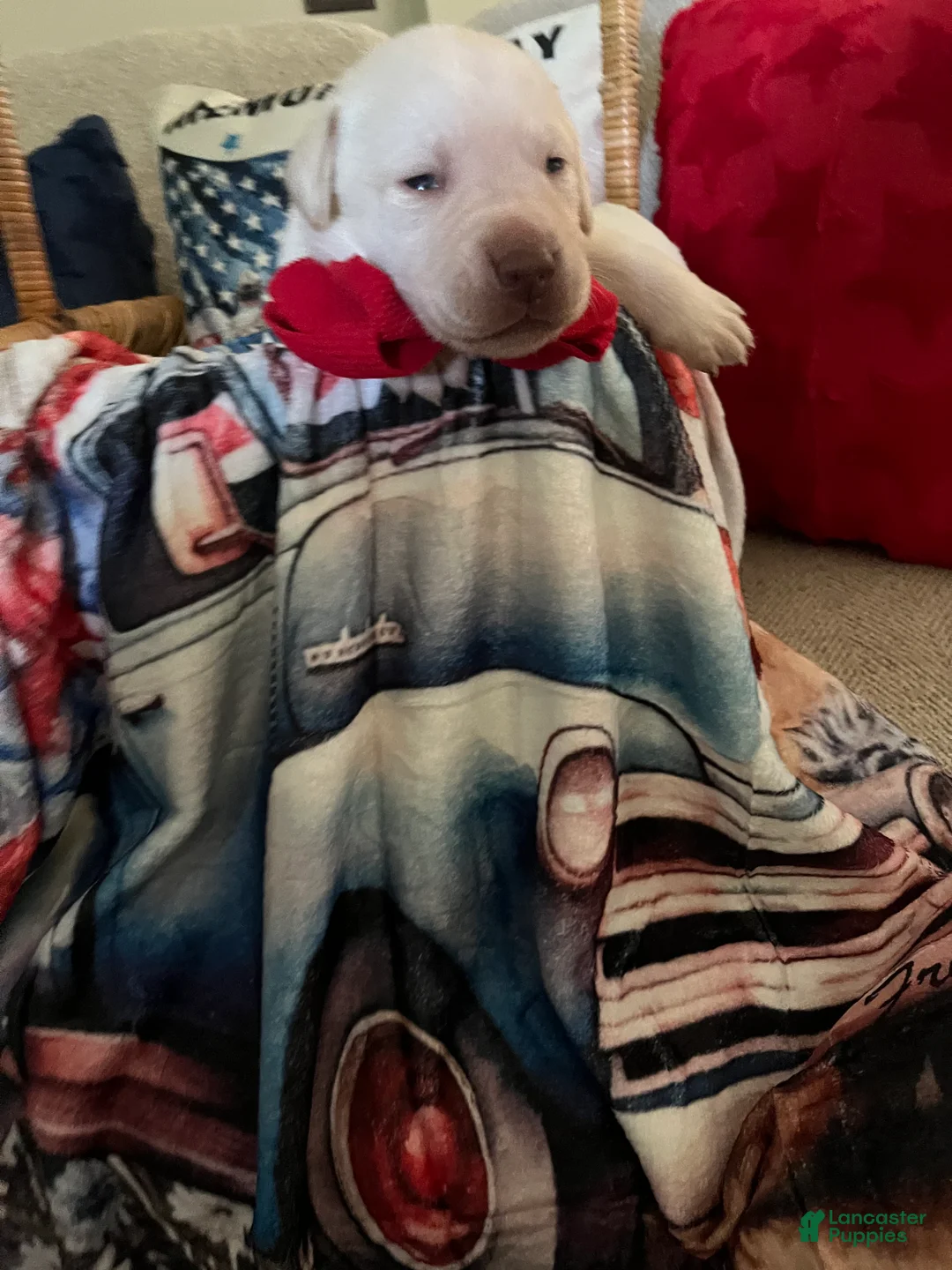 Labrador Retriever dogs for sale: Ernest T Bass - Ad 2