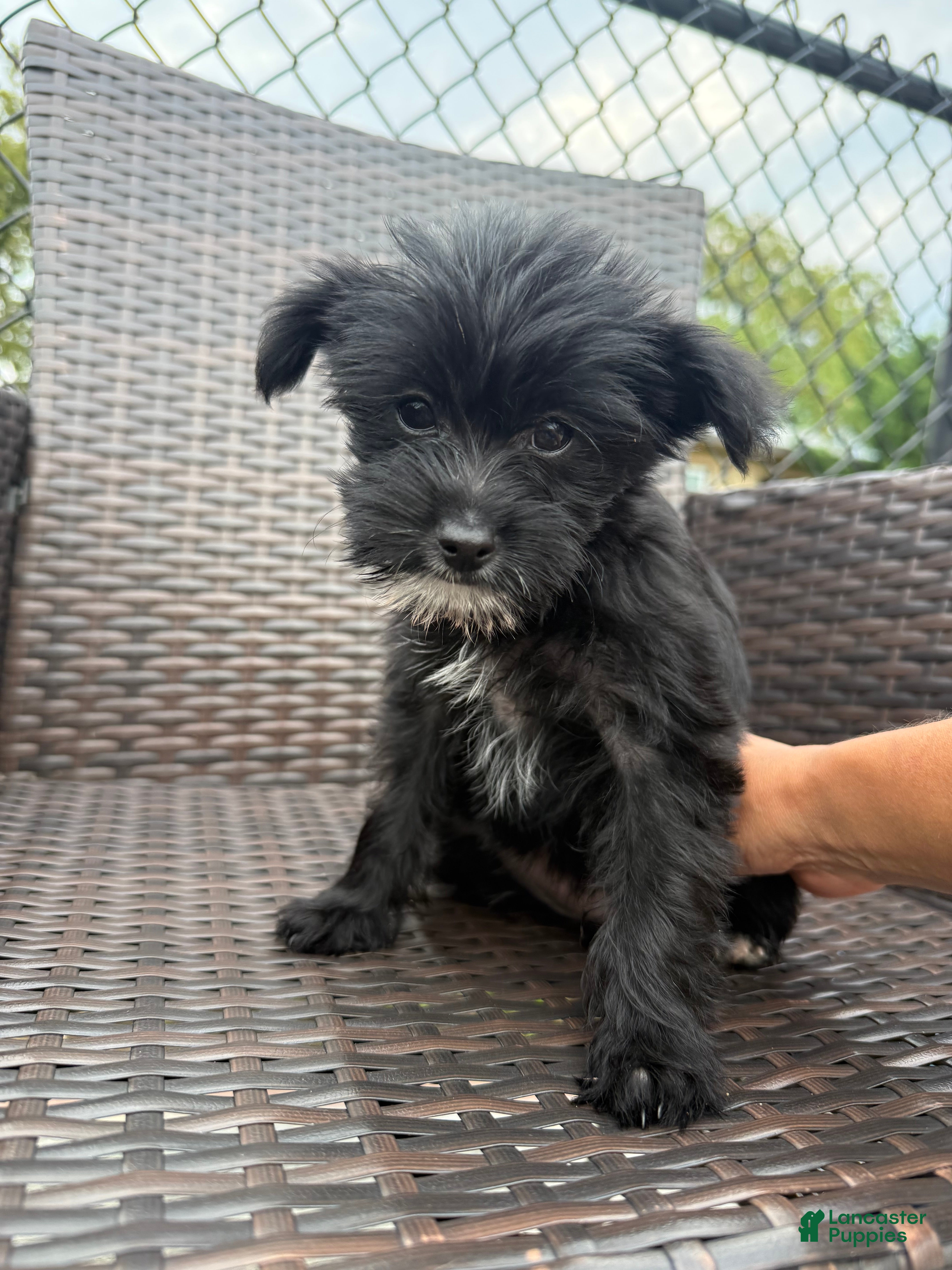 Yorkiepoo dogs Yorkiepoo 2 - Ad 2