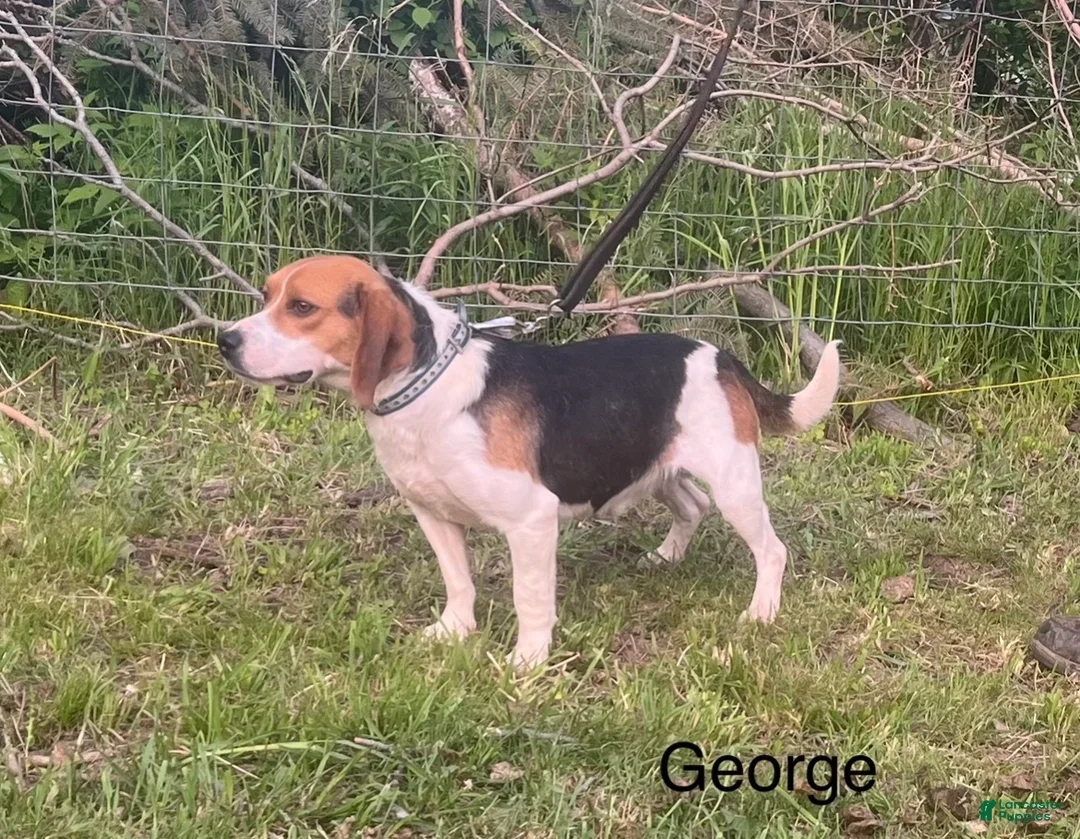 Beagle dogs for sale: Beagle Puppy 8 - Ad 10
