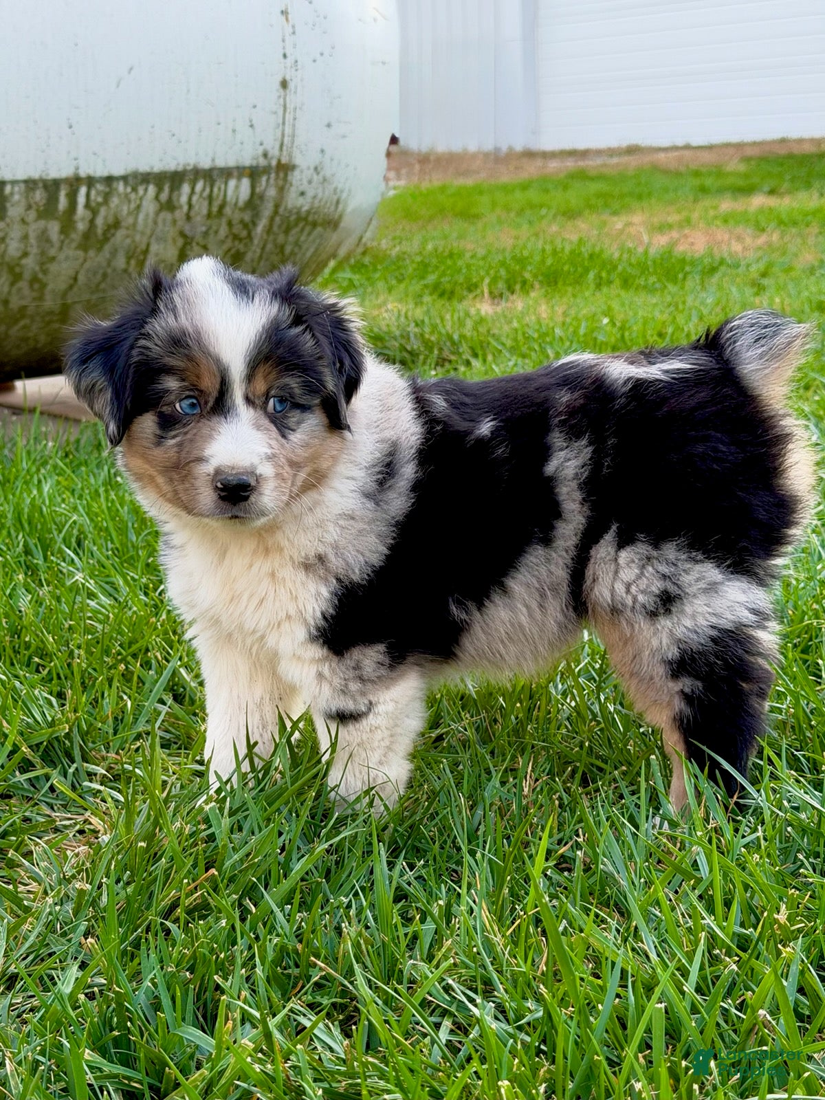 Miniature Australian Shepherd dogs for sale: Vince - Ad 10