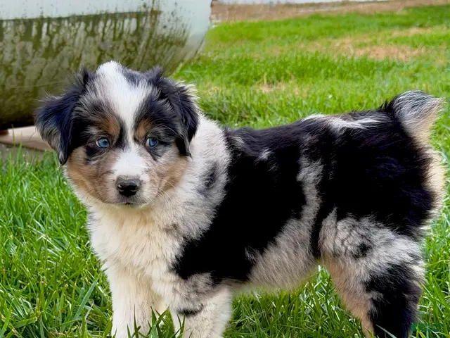 Miniature Australian Shepherd dogs for sale: Vince - Ad 10