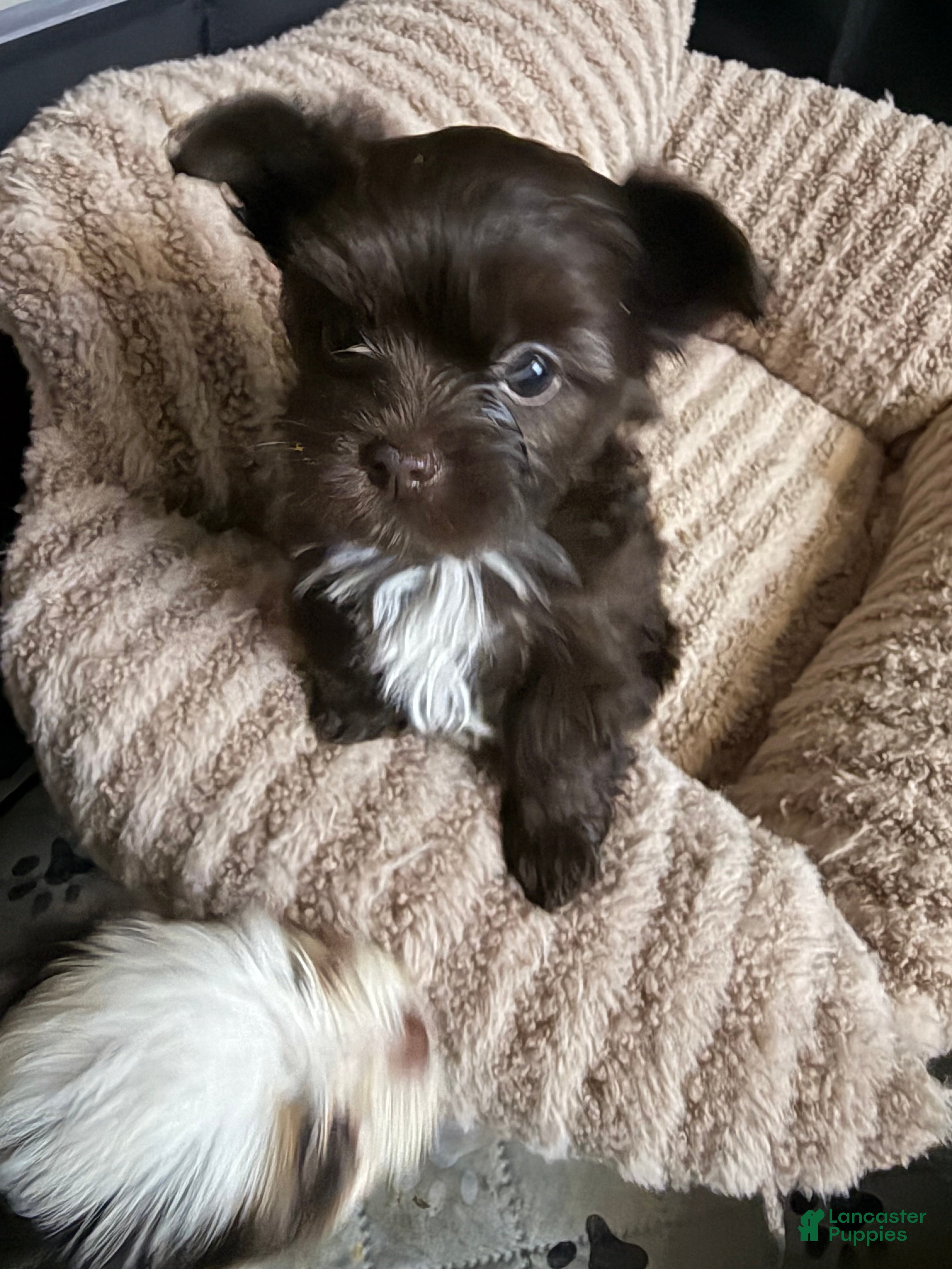 Yorkshire Terrier dogs Mocha - Ad 1