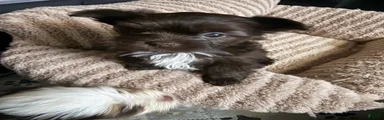 Mocha
