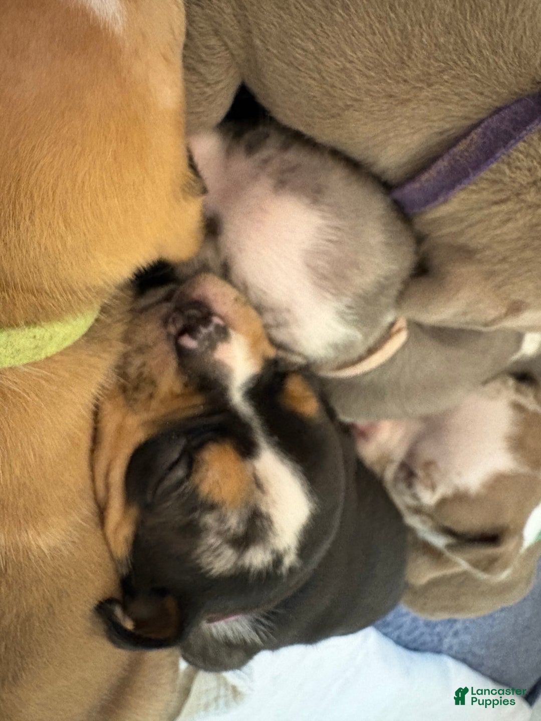 American Bully dogs for sale: Urban - Ad 6