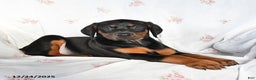 Doberman Pinscher dogs for sale: Dixie - Ad 2
