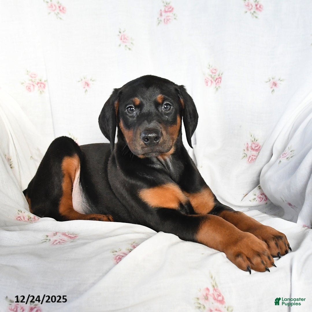 Doberman Pinscher dogs for sale: Dixie - Ad 2