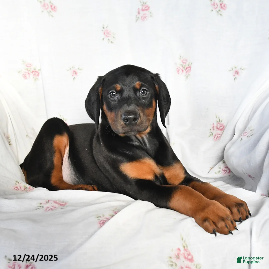 Doberman Pinscher dogs for sale: Dixie - Ad 2