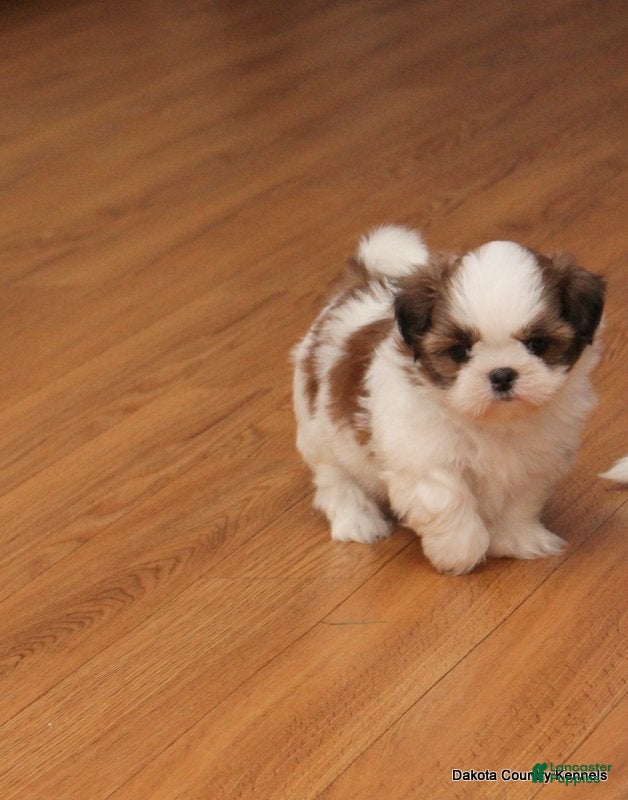 Malshi dogs Shanny - Ad 1