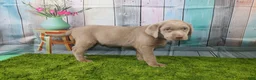 Labrador Retriever dogs for sale: Labrador Retriever Puppy 3 - Ad 7