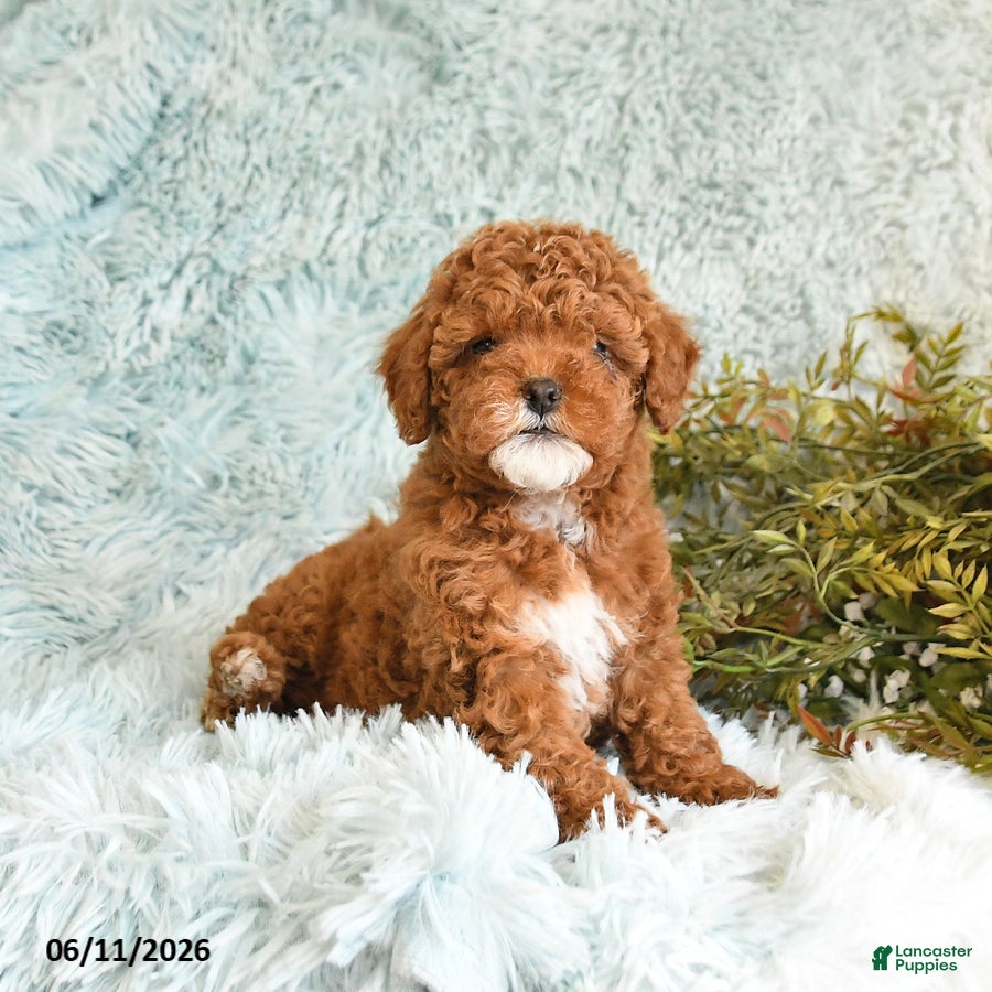 Cockapoo dogs Bess  - Ad 1