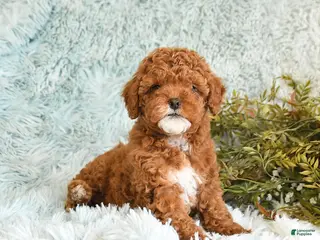Cockapoo dogs for sale: Bess - Ad 1