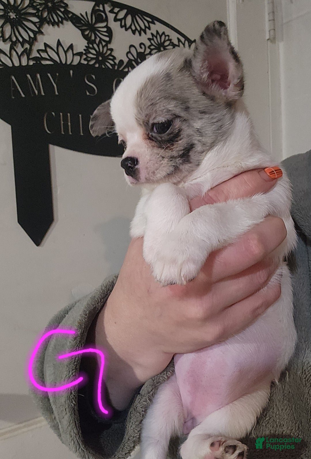 Chihuahua dogs for sale: Annies Female 2 - Ad 2