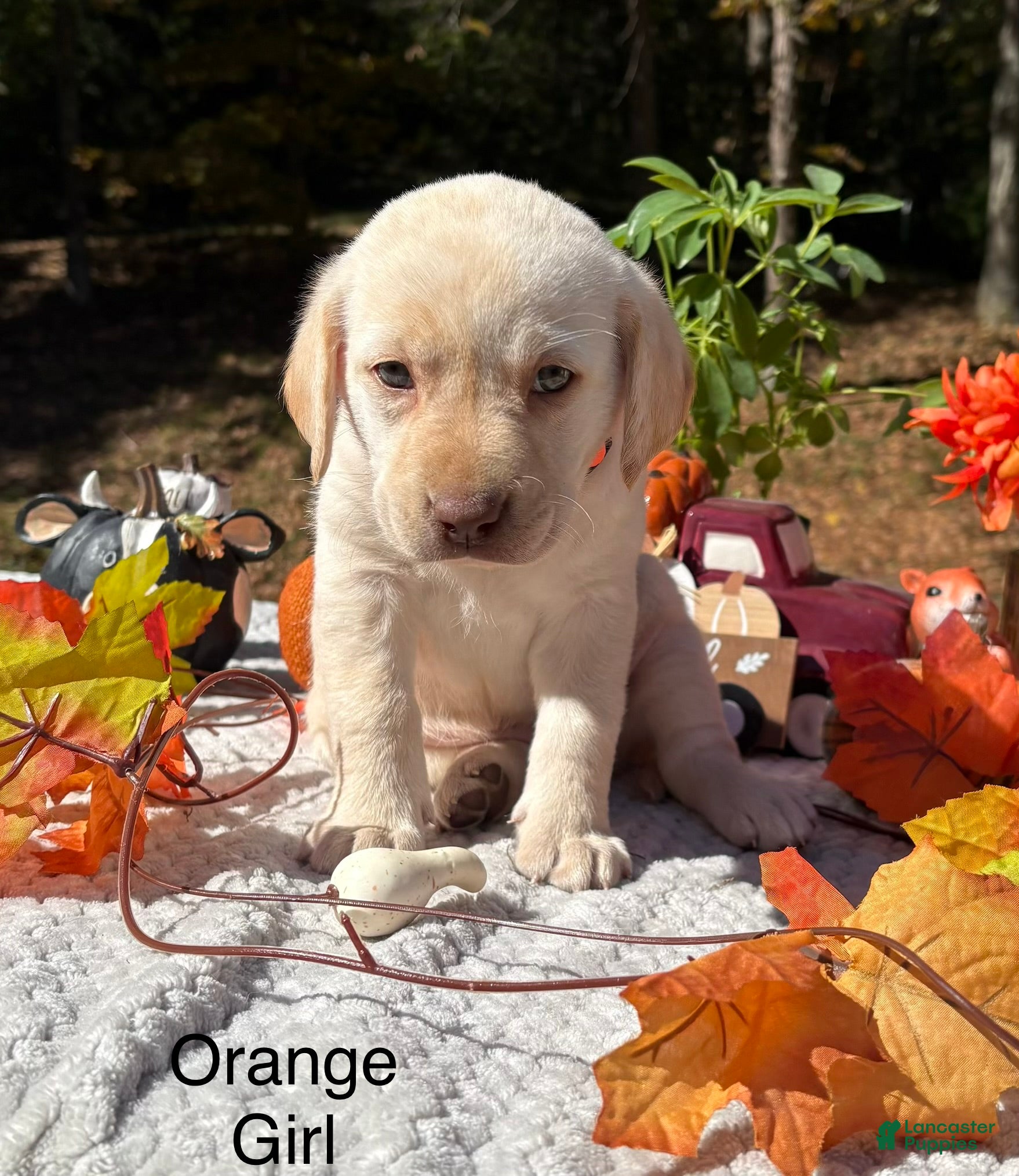 Labrador Retriever dogs Labrador Retriever 5 - Ad 10