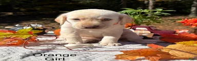 Labrador Retriever 5