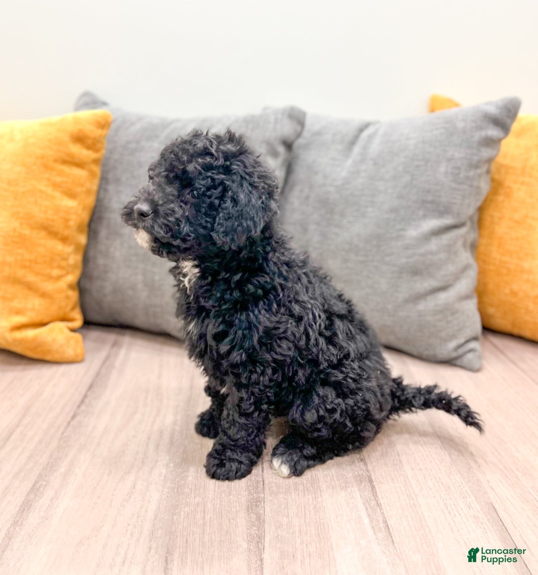 Mini Bernedoodle dogs for sale: Manny - Ad 6