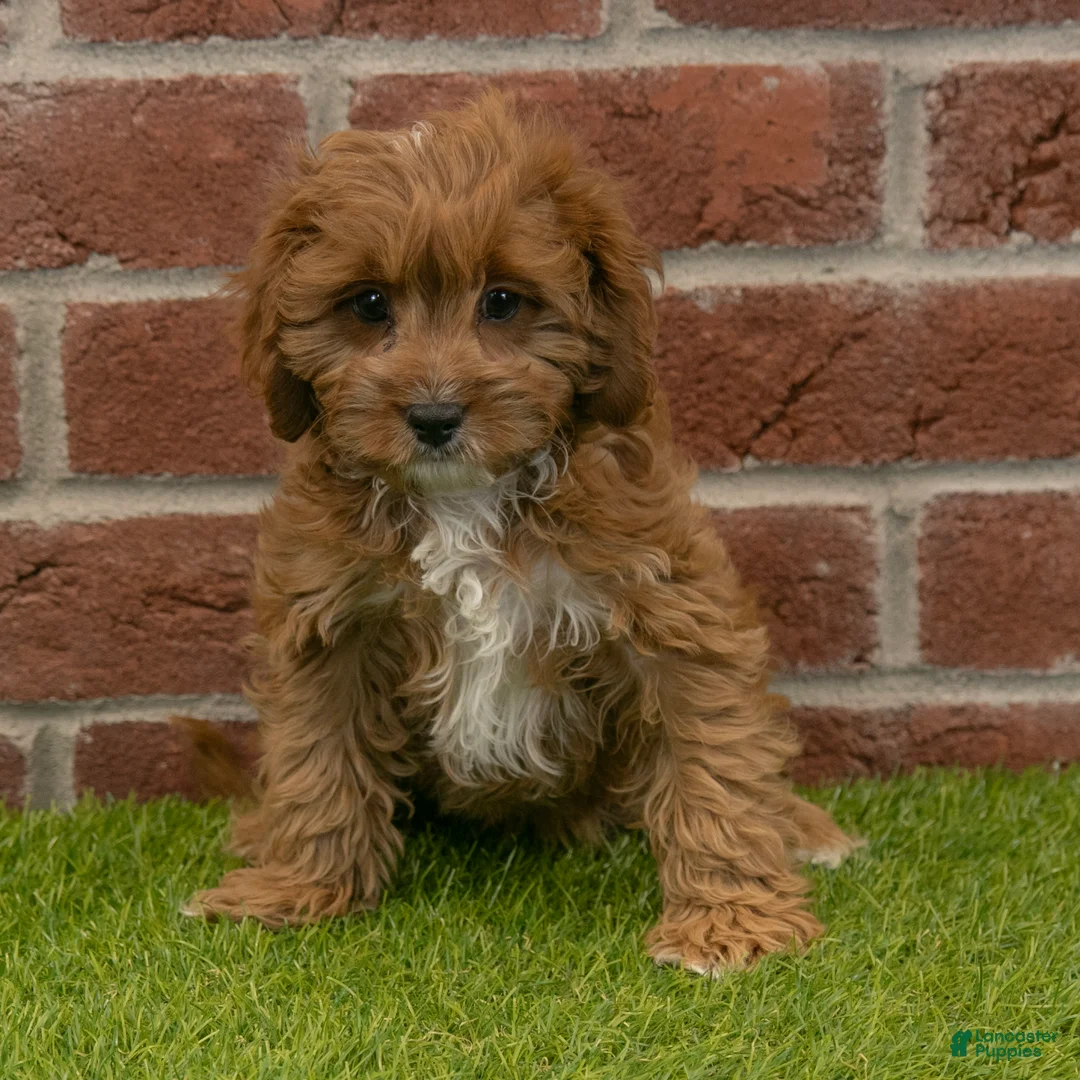 Cavapoo dogs for sale: Baxter - Ad 4