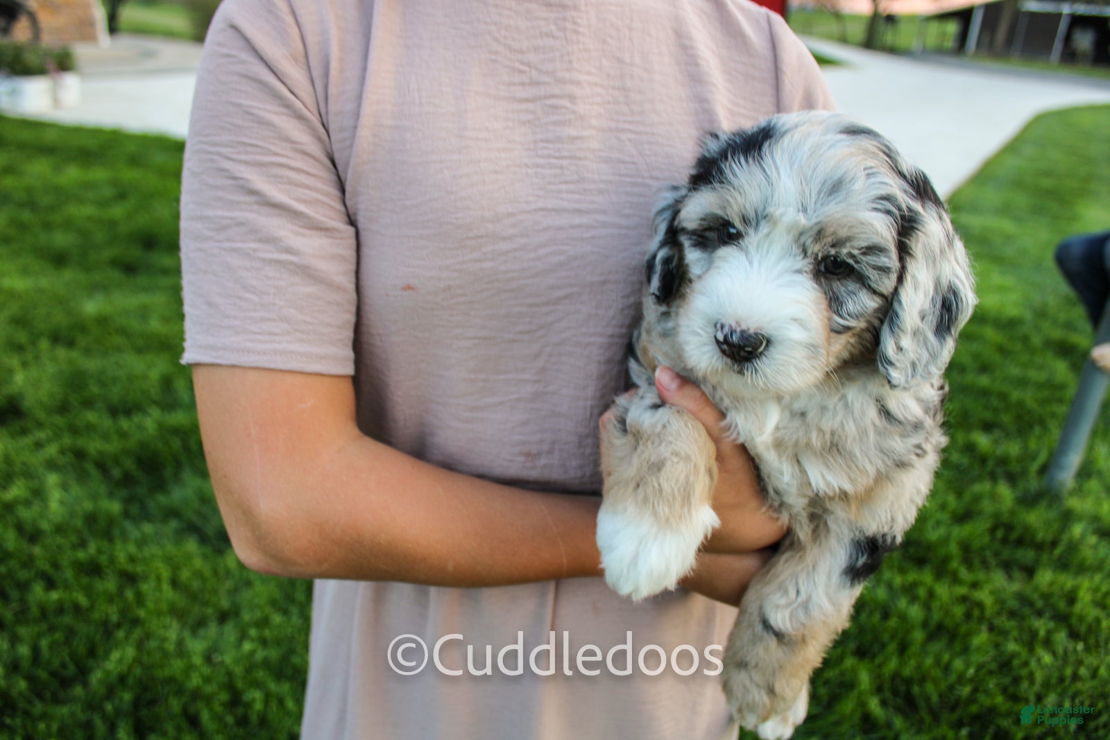 Mini Sheepadoodle dogs Marigold - Ad 2
