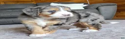Mini Bernedoodle dogs for sale: Mini Charlie - Ad 5