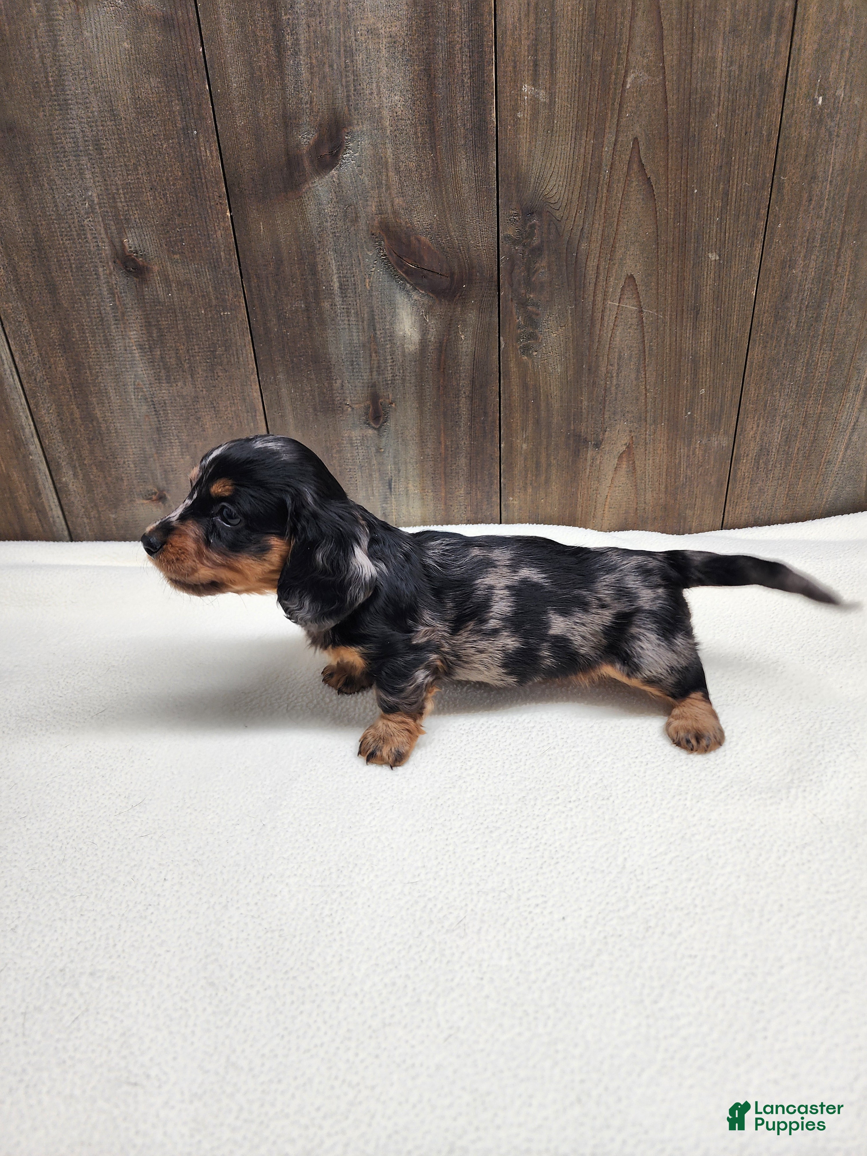 Miniature Dachshund dogs Miniature Dachshund Puppy 2 - Ad 17