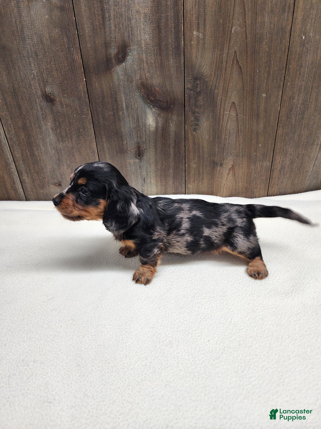 Miniature Dachshund dogs for sale: Miniature Dachshund Puppy 2 - Ad 1
