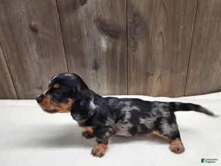 Miniature Dachshund dogs Miniature Dachshund Puppy 2 - Ad 29
