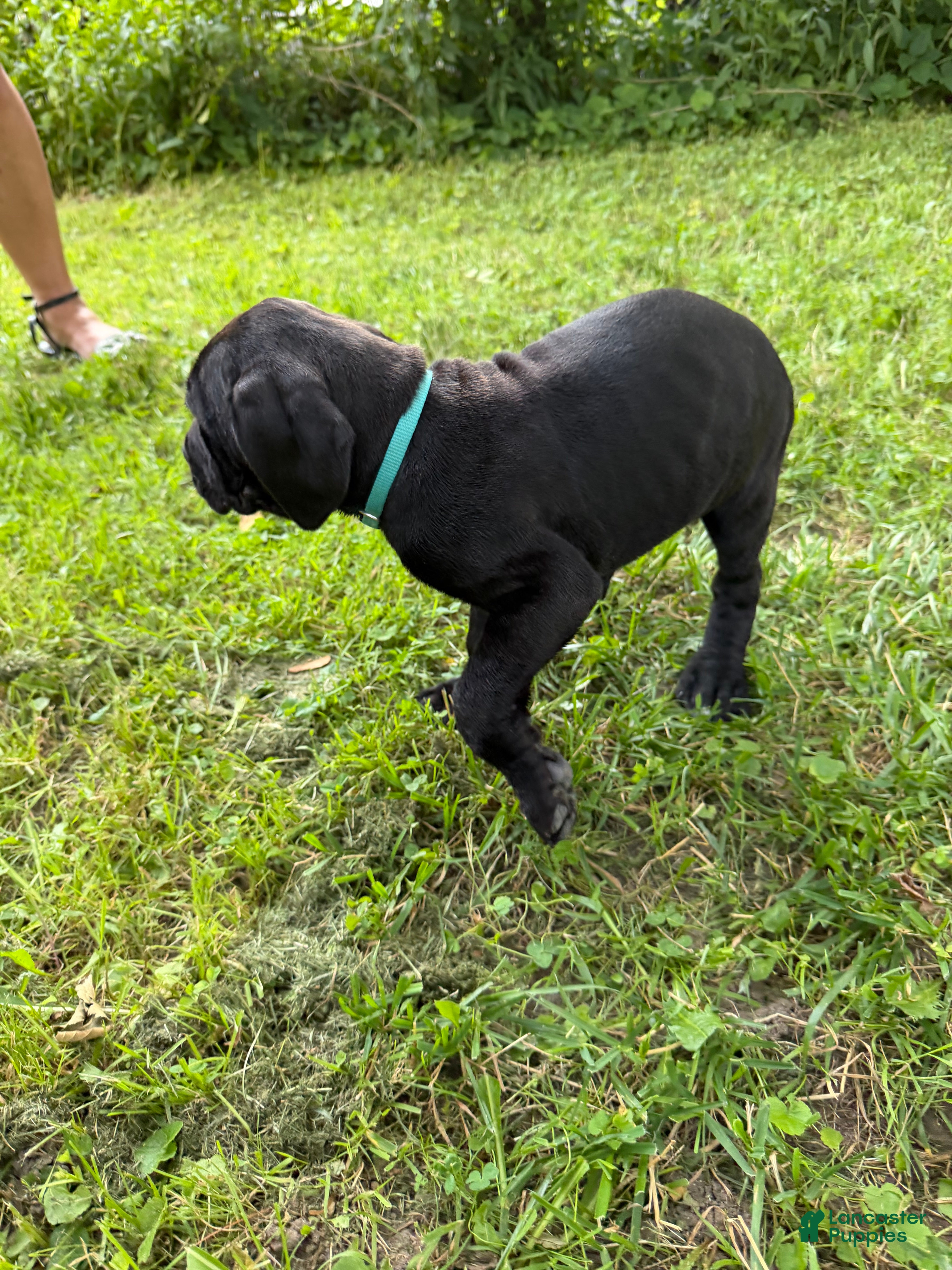 Cane Corso dogs Cane Corso 2 - Ad 2