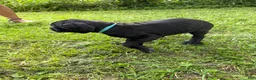 Cane Corso dogs for sale: Cane Corso 2 - Ad 2