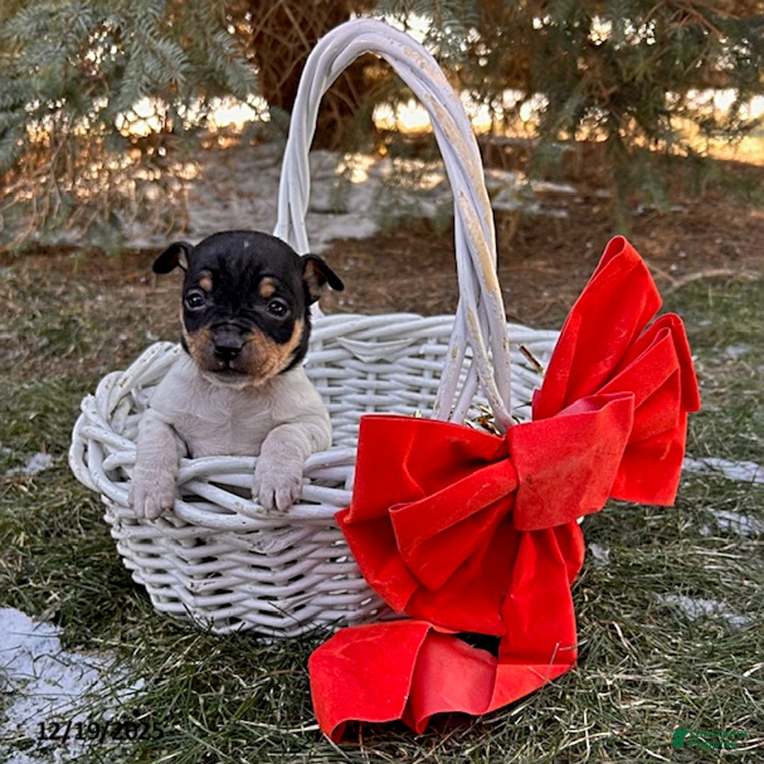 Rat Terrier dogs for sale: Mia  - Ad 3