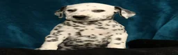 Dalmatian dogs for sale: Dolly - Ad 5
