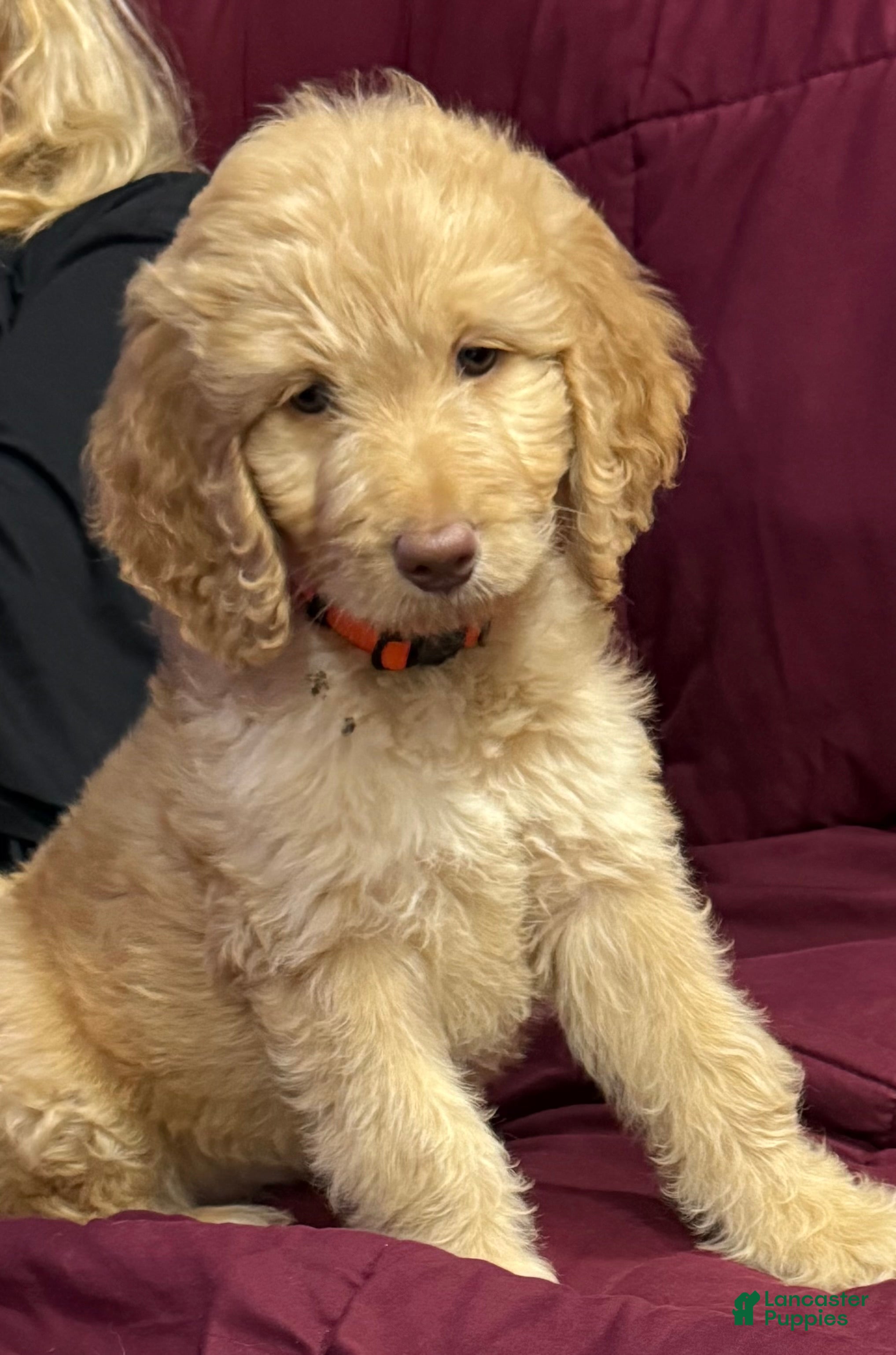 Goldendoodle dogs Orange - Ad 1